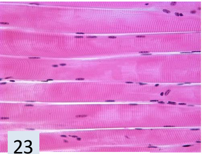 <p>what tissue is this?</p>