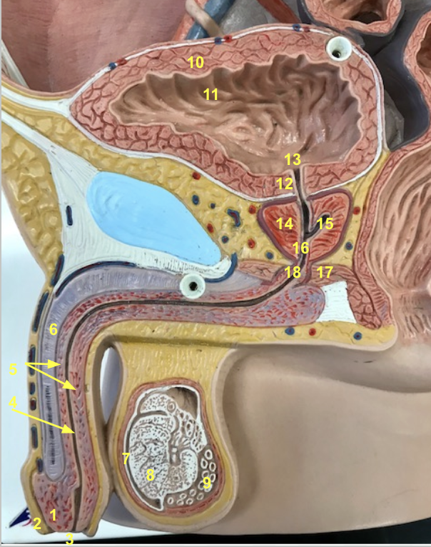 <p>14 prostate gland - receives the contents of the ejaculatory ducts, i.e., sperm, and produces the alkaline solution made up of 30% semen</p>