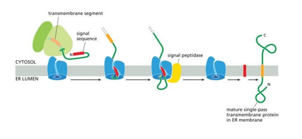 <p>The amino acid chain is fed through the membrane like normal. The transmembrane segement of this chain is stopped when it loops back to go through the membrane again, so the transmembrane sequence stays in the membrane, with the N terminal in the cytosol and the C terminus in the lumen.</p>