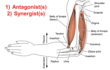 <p>All movements require more than 1 muscle:</p><ul><li><p>Antagonists: oppose action of prime movers</p></li><li><p>Agonists/prime movers/synergists: facilitate primary movement</p></li></ul><p></p>