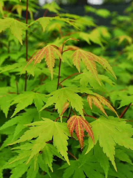 <p>Acer Palmatum </p>