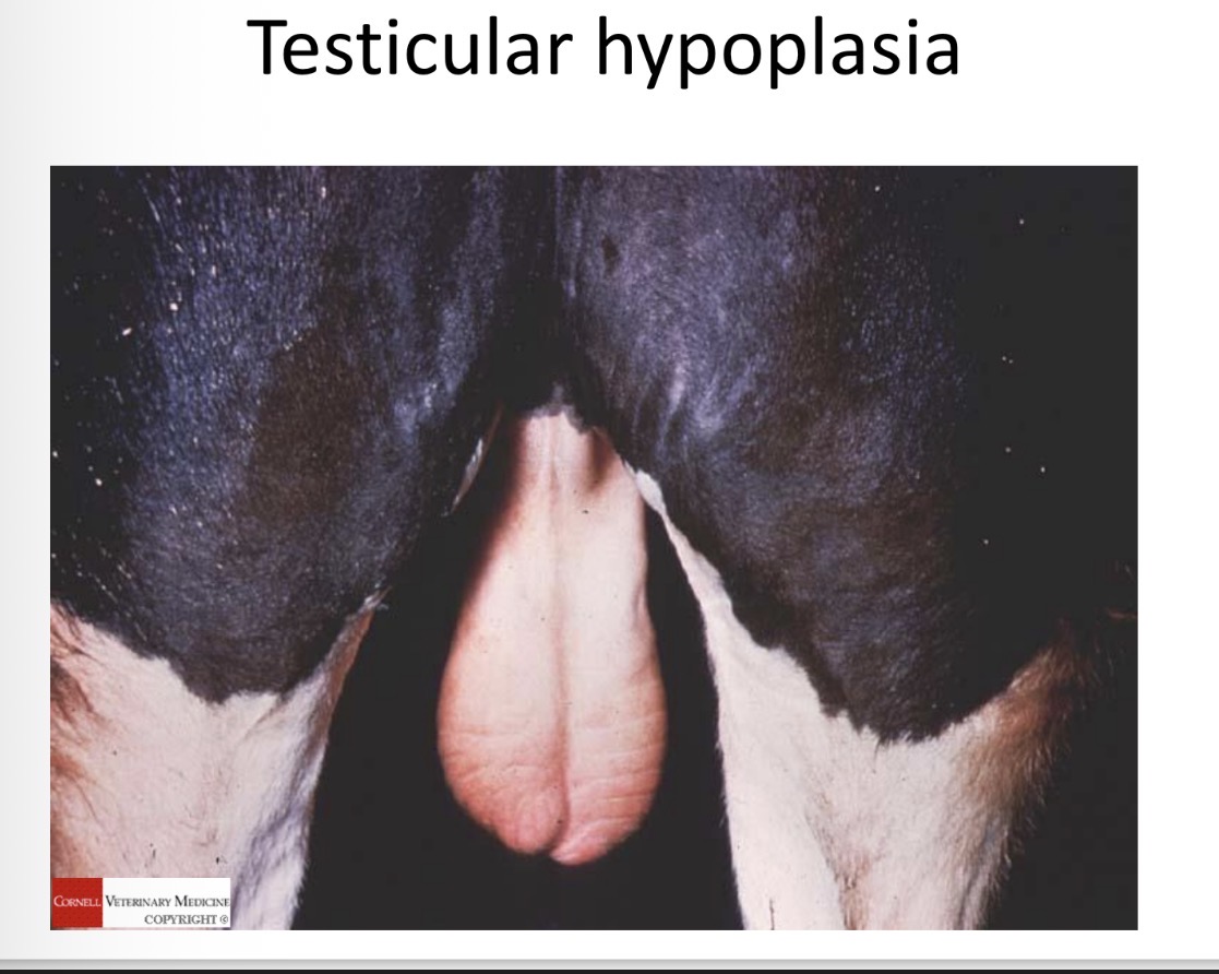 <p>testicular hypoplasia - associated with</p>