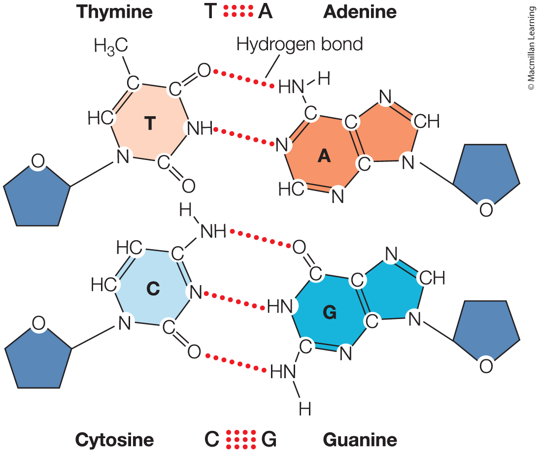 <p>Complimentary base pairing</p>