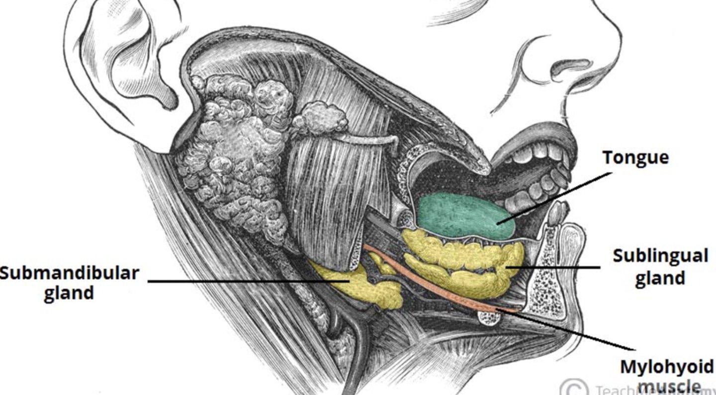 <p>Lie directly under the mucous membrane covering the floor of the mouth beneath the tongue.</p>