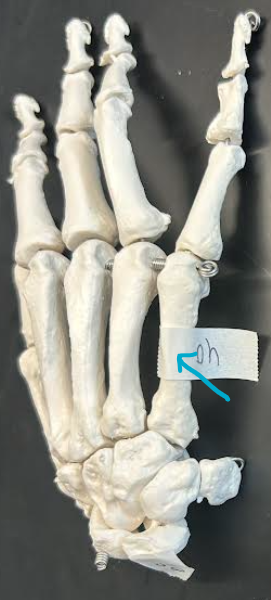 <p>ID hand region</p>