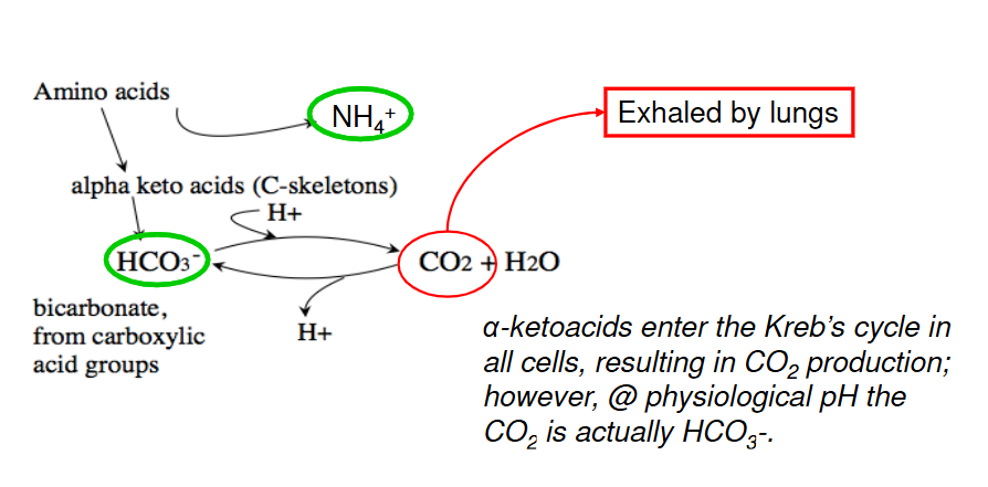 <p>Fed state with high dietary protein intake</p><p>High AA catabolism increase Bicarbonate</p><p>Increase pH to more basic</p>