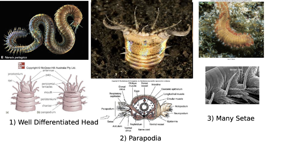 <p>(marine bristle worms) well differentiated head, parapodia, many setae</p>