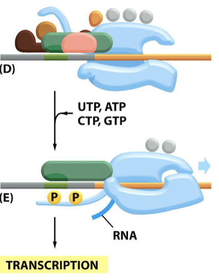 <p>negative charges are brought to the tail, which <strong>changes the confirmation</strong> of “loch ness monster” and attracts RNA-modifying molecules to cap, splice, and add poly-A tail</p>