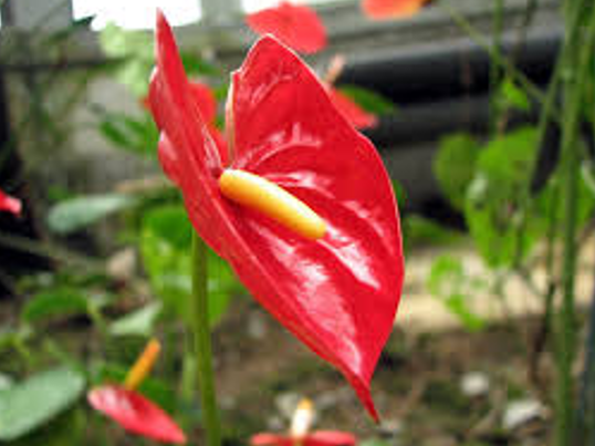 term image