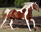 <p>welk type paard is dit</p>