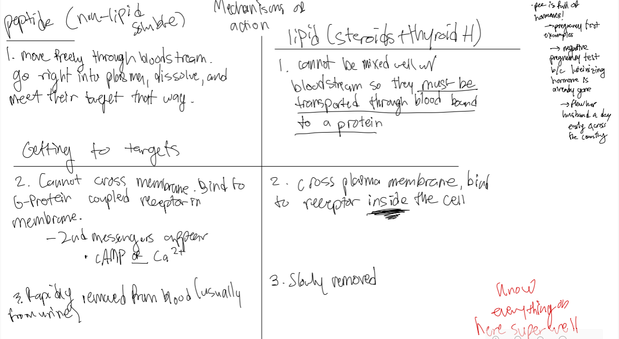 <p>Describe the mechanism of actions for lipid (steroids + thyroid H). </p>