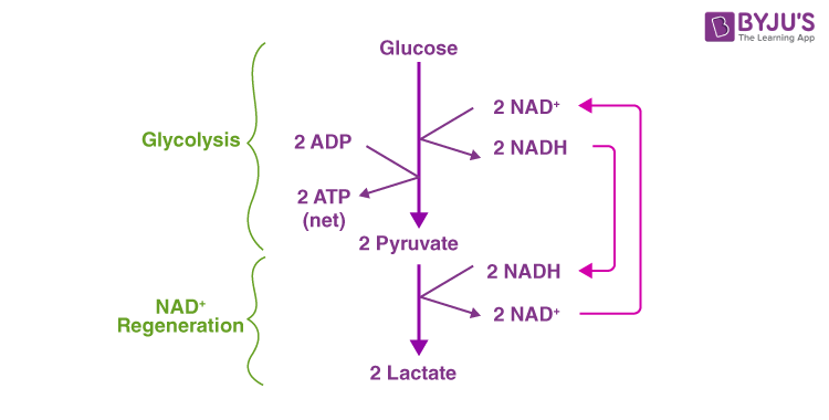 <p>Pyruvate is <u>reduced</u> to S-lactate and NADH is <u>oxidised</u> to NAD+</p><p></p>