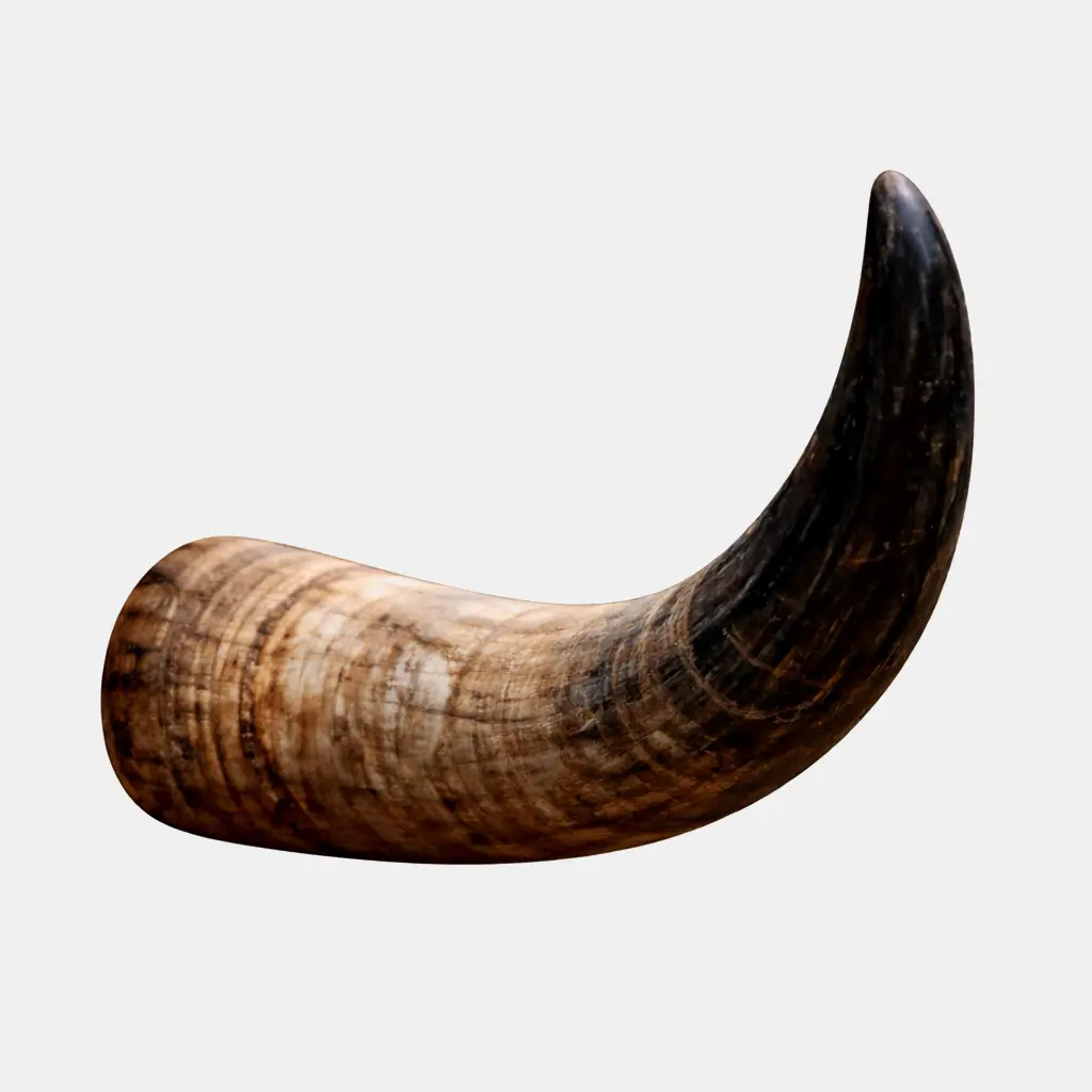 <p>móng guốc</p>