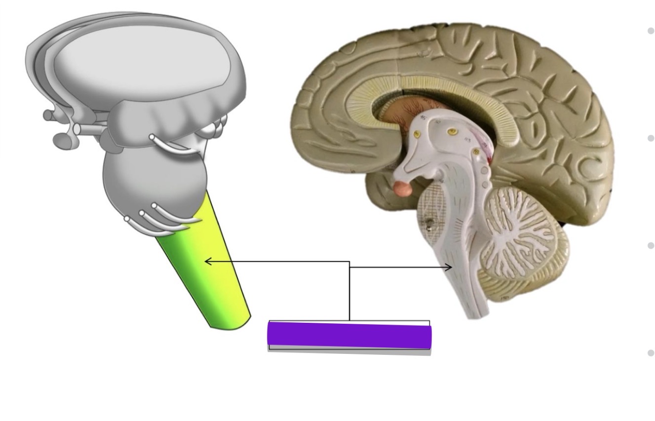 <p>what structure is highlighted in these images</p>