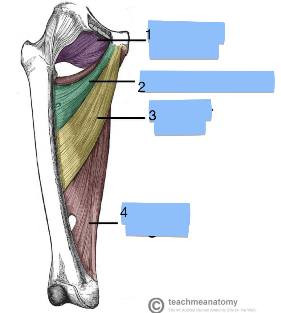 <p>Label the muscles</p>