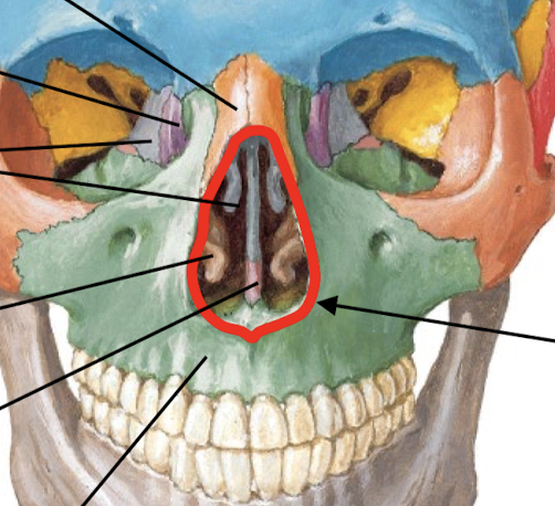 <p>Know the externally visible bones of the nose.</p>