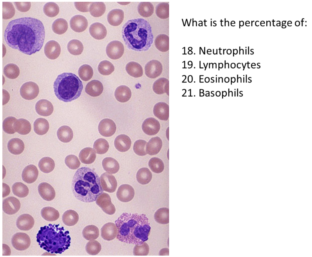 <p>What is the percentage of Eosinophils</p>