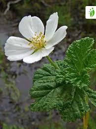 <p>Hjortron   (Rosaceae)(KÄNN IGEN PÅ BLAD)</p>