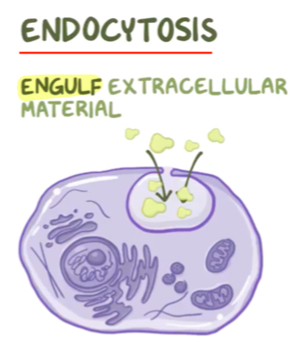 <p><strong>Engulf</strong> extracellular material</p>
