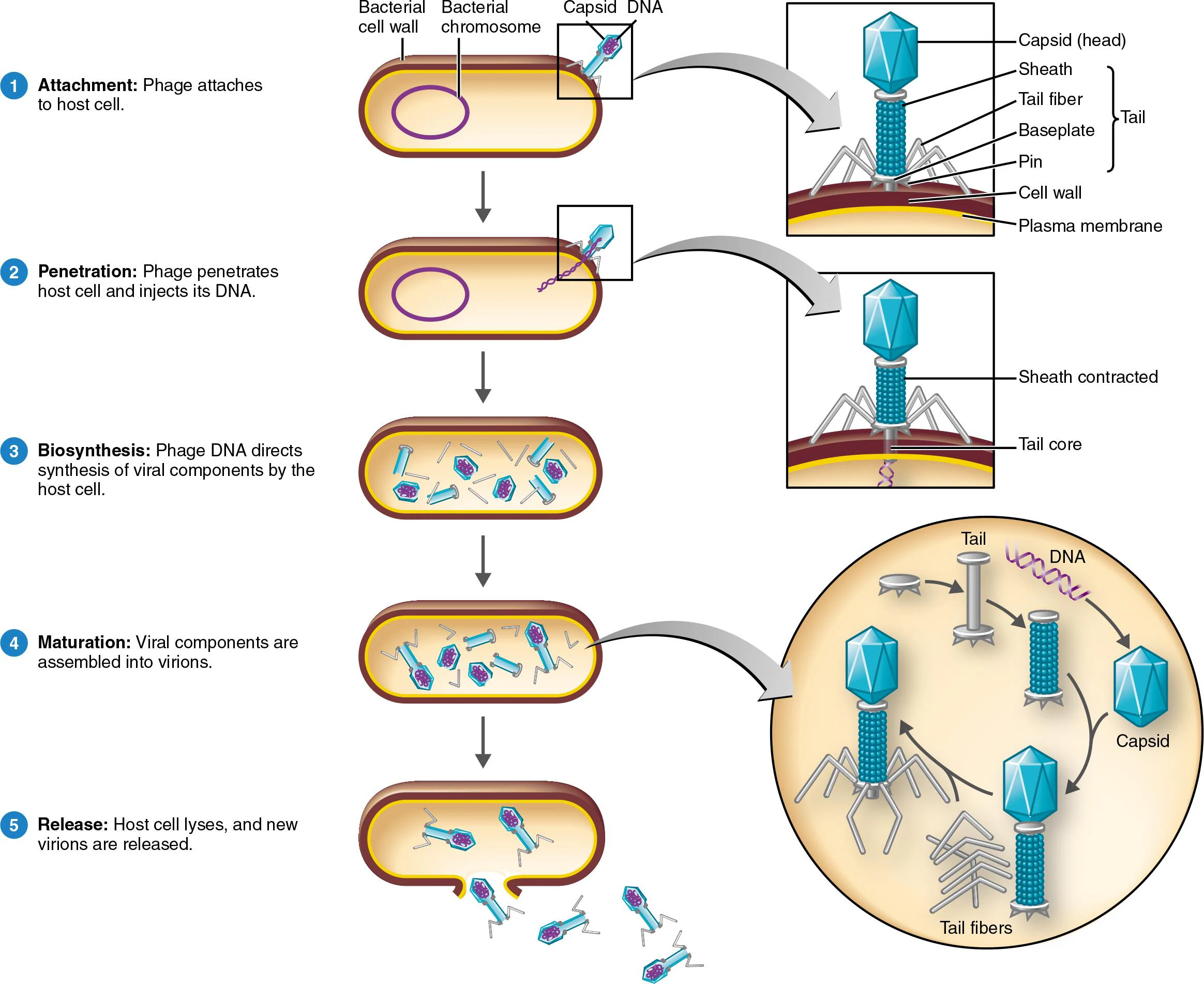 <p><span style="color: yellow;">Lytic Cycle</span></p><ul><li><p>A mechanism of phage multiplication that ends with lysis and death of the host cell</p></li></ul><p>—</p><p><span style="color: yellow;">5 Stages</span></p><ul><li><p><u>Attachment</u></p><ul><li><p>The phage collides with the bacterium</p></li><li><p>Attach to receptor sites on the bacterial cell wall</p></li></ul></li><li><p><u>Penetration</u></p><ul><li><p>Phage releases <strong>phage lysozyme</strong> to break down part of the cell wall</p></li><li><p>Phage injects its DNA into the host — capsid stays outside</p></li></ul></li><li><p><u>Biosynthesis</u></p><ul><li><p>Phage DNA takes over the host cell</p></li><li><p>Host DNA is degraded; protein synthesis is stopped</p></li><li><p>Host cellular components are hijacked to make viral components</p></li><li><p><strong>Eclipse period</strong></p></li></ul></li><li><p><u>Maturation</u></p><ul><li><p>Viral components self-assemble into complete virions spontaneously</p></li></ul></li><li><p><u>Release</u></p><ul><li><p>Lysozyme (encoded by Phage DNA) breaks down the bacterial cell wall</p></li><li><p>Plasma membrane bursts open → host cell dies</p></li><li><p>New virions are released and go on to infect neighboring cells<br><br></p></li></ul></li></ul><p><span style="color: yellow;">Key Details to Remember</span></p><ul><li><p>The host cell <strong>always dies</strong> in the lytic cycle (unlike the lysogenic cycle where it survives)</p></li><li><p>The virus contributes <strong>DNA only</strong> — all machinery (ribosomes, enzymes, energy) comes from the host</p></li><li><p>The <strong>eclipse period</strong> = viral components present, but no detectable complete virions yet</p></li><li><p>Lysozyme is used <strong>twice</strong> — once to enter (penetration) and once to exit (release)</p></li></ul><p></p>