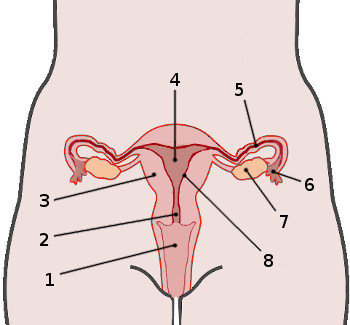 <p>5</p>