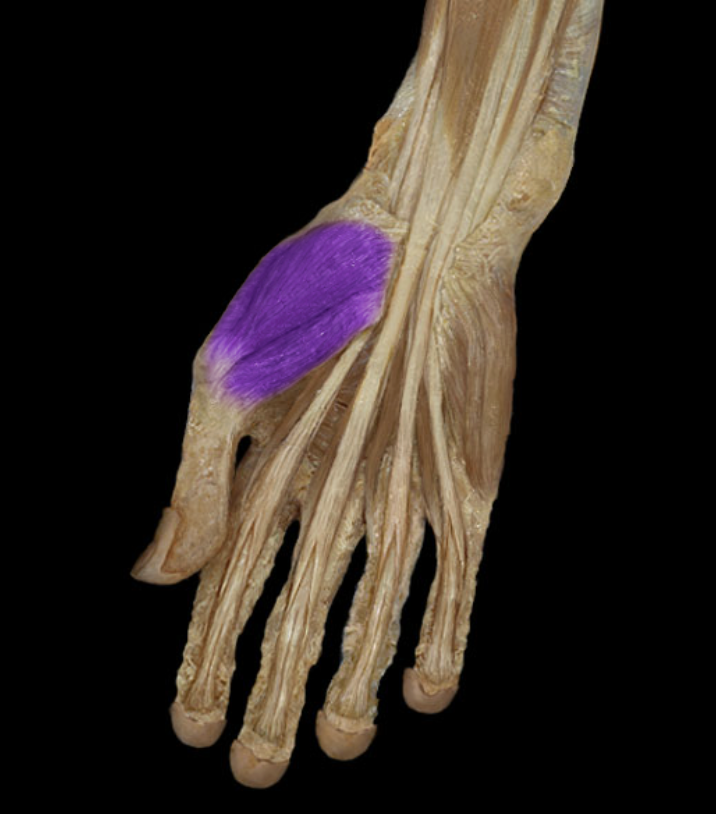 <p>Identification.</p>