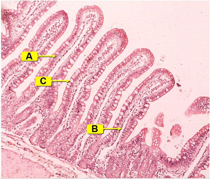 <p>intestinal lining</p><ul><li><p>A: villi</p><ul><li><p>lining the circular folds of the small intestine</p></li><li><p>increase surface area</p></li><li><p>lined with simple squamous epithelium which contain microvilli</p></li></ul></li><li><p>B: lacteals</p><ul><li><p>absorb fats in the small intestine</p></li></ul></li><li><p>C: goblet cells</p><ul><li><p>produce and secrete mucus </p></li></ul></li></ul><p></p>