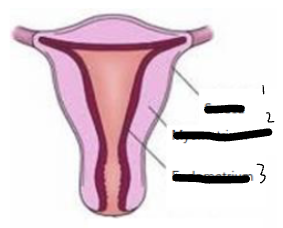 <p>Lable the Uterine Layers?</p>
