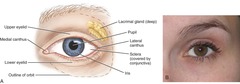 <p>The white area of the eyeball.</p>