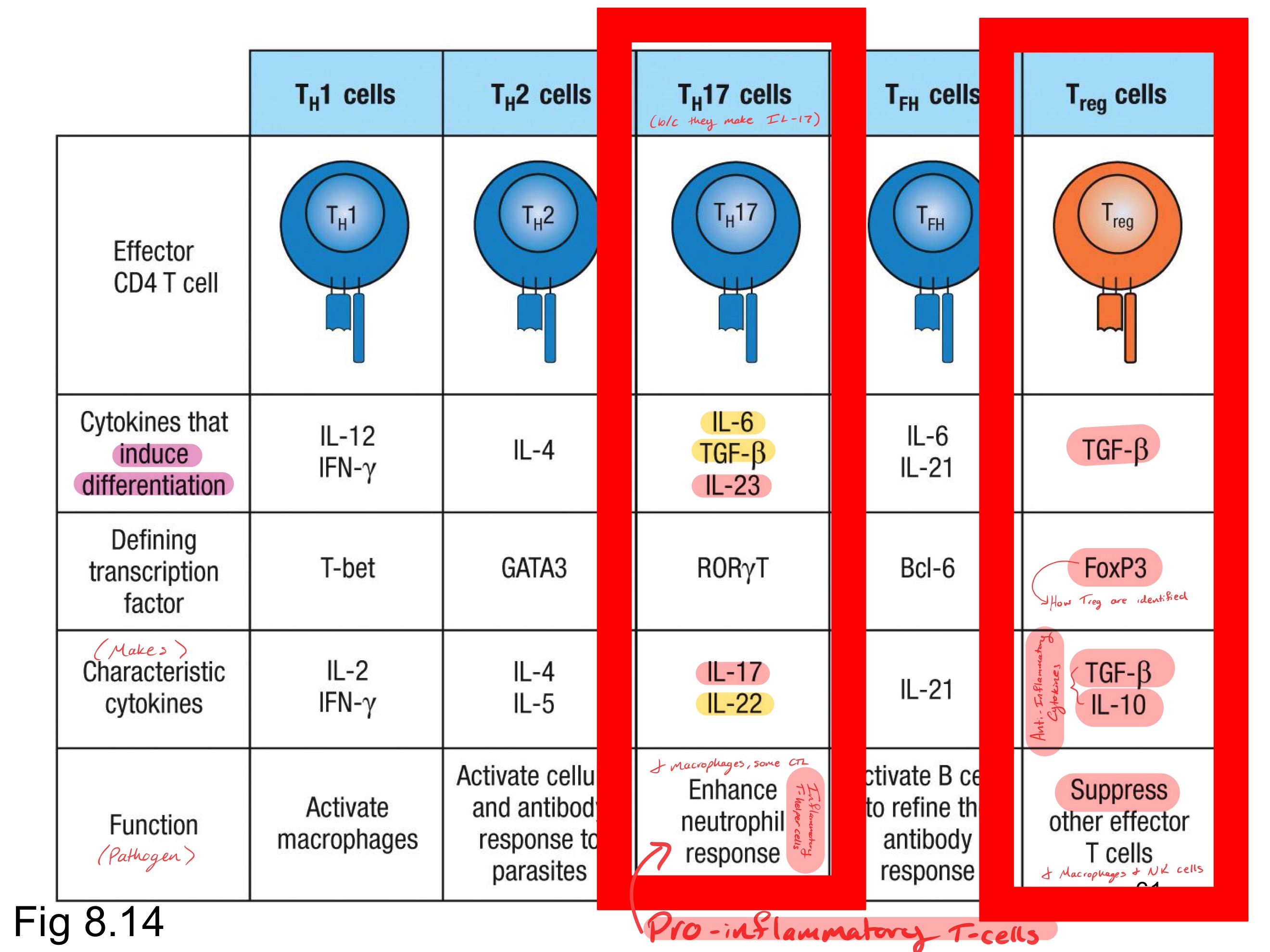 <p><strong><u>Th0 cells can differentiate into:</u></strong></p><p><strong>Th1, Th2, Treg, Th17, Tfh</strong></p><ul><li><p>Each cell type steers the immune response to meet a specific pathogen type</p></li><li><p>Most mature <u>CD4+ T cells</u> are <u>Th1</u> or <u>Th2</u></p></li></ul><p></p>
