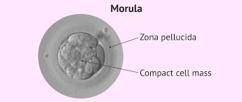 <p>Early. Solid mass of cells</p>