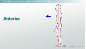 <p>describes the front or direction toward the front of the body</p>
