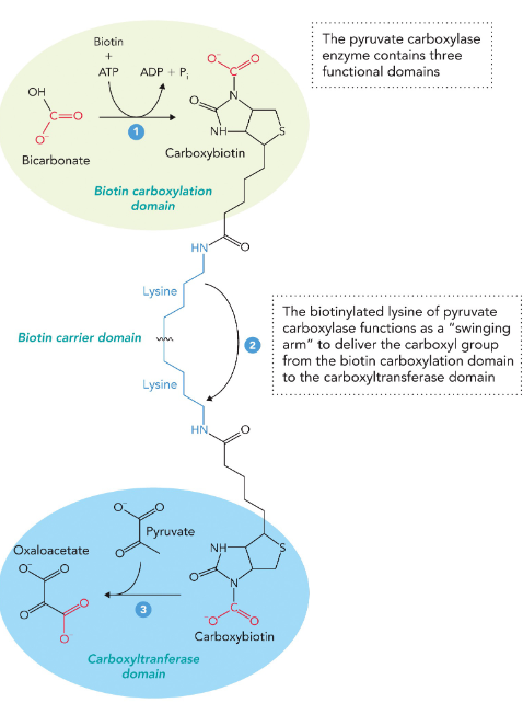 <p>biotin carboxylation → carboxyltransferase</p>