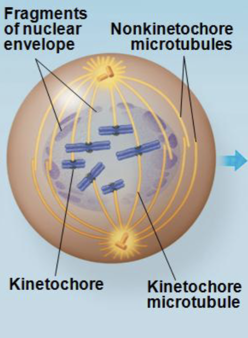 <ol start="2"><li><p><strong>Prometaphase:</strong> <strong>nuclear</strong> <strong>envelope</strong> <strong>disintegrates</strong>; <strong>microtubules</strong> <strong>attach</strong> to the <strong>kinetochore</strong> of <strong>chromosomes</strong></p></li></ol><p></p>