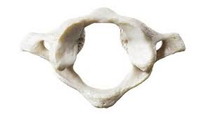 <p>The very first bone in your spine.</p>