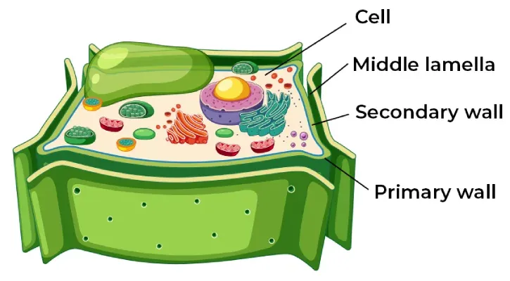 <p>Cell wall</p>