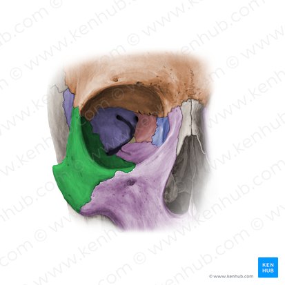 <p>Zygomatic Bones</p>