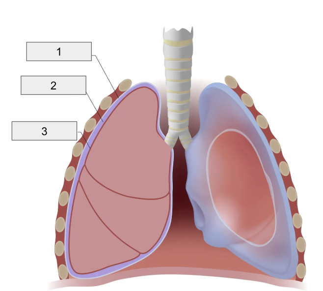 <p>2 (Space in-between Pleura / Intrapleural Pressure is here)</p>