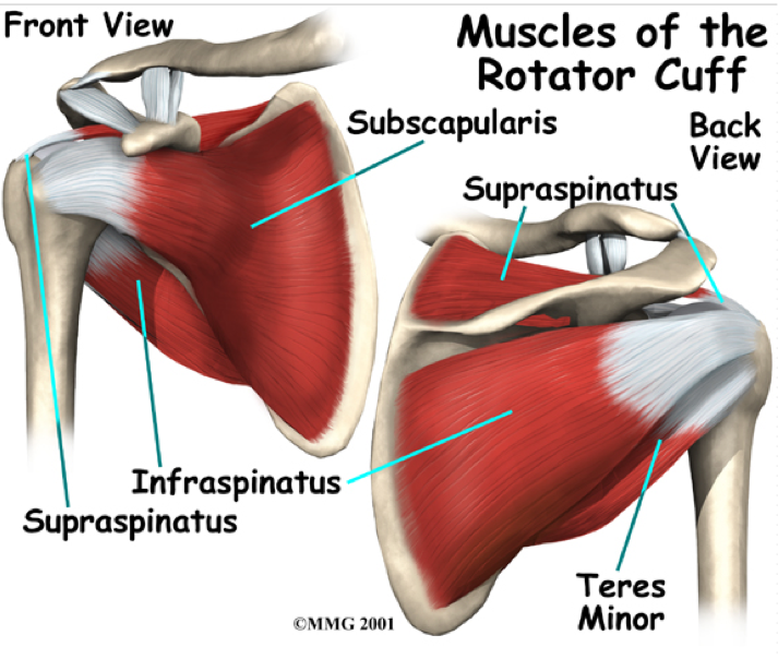 <p>SITS</p><p>Supraspinatus - Attach to greater tubercle from above (Abduct)</p><p>Infraspinatus - Attach to greater tubercle posteriorly (Ext. Rot.)</p><p>Teres Minor - Attach to greater tubercle posteriorly (Ext. Rot.)</p><p>Subscapularis - Attach the lesser tubercle anterior (Int. Rot.)</p>