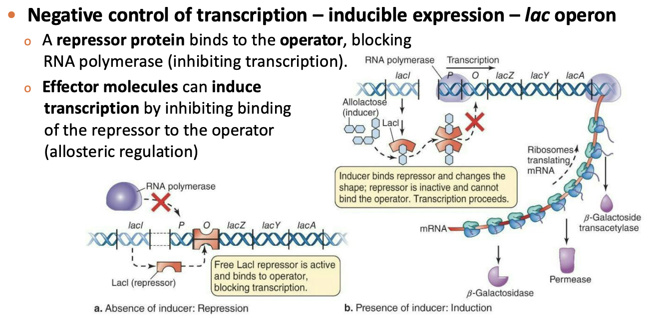 <ul><li><p><strong>Negative control of transcription – inducible expression – <em>lac</em> operon</strong></p><ul><li><p>A <strong><em>repressor protein</em></strong> binds to the <strong><em>operator</em></strong>, blocking RNA polymerase (inhibiting transcription).</p></li><li><p><strong><em>Effector molecules</em></strong> can <strong><em>induce</em></strong> <strong><em>transcription</em></strong> by inhibiting binding of the repressor to the operator (allosteric regulation)</p></li></ul></li></ul><p></p>