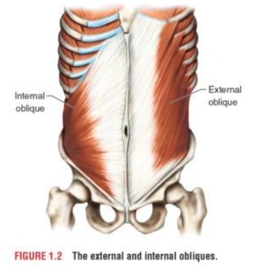 <ul><li><p>Internal oblique</p></li><li><p>External oblique</p></li></ul><p></p>