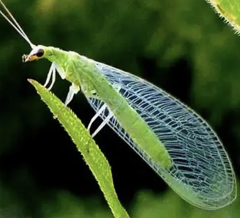 <p>What insect is this </p>