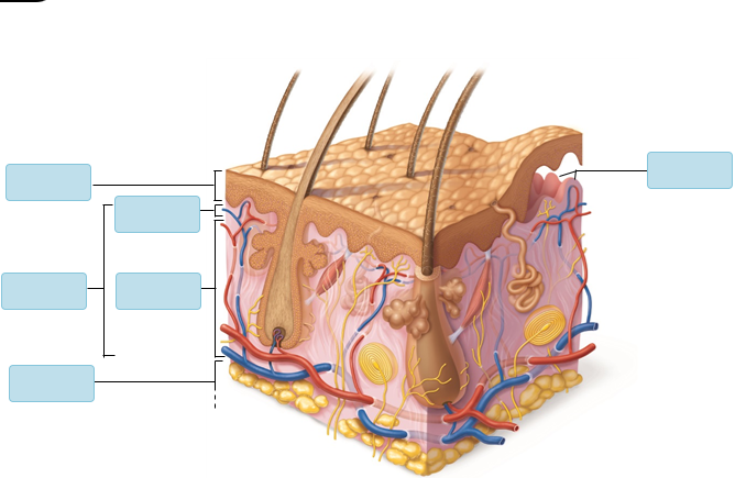<p>Label: layers of the skin</p>