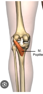 <p>Measurement used as part of a comprehensive w/c prescription, determined by measuring from popliteal fossa to the bottom of the heel </p>