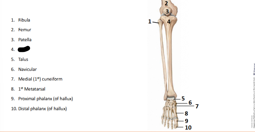 <p>What bone landmark is this within the <strong>Lower-Appendicular Skeleton? (Leg - Foot)</strong></p>