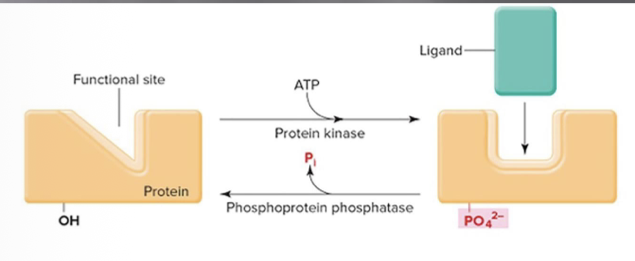 <p>Binding charged groups to receptor (on/off switch). Changes electrical distribution, change in conformation. Ex: phosphorylation</p>