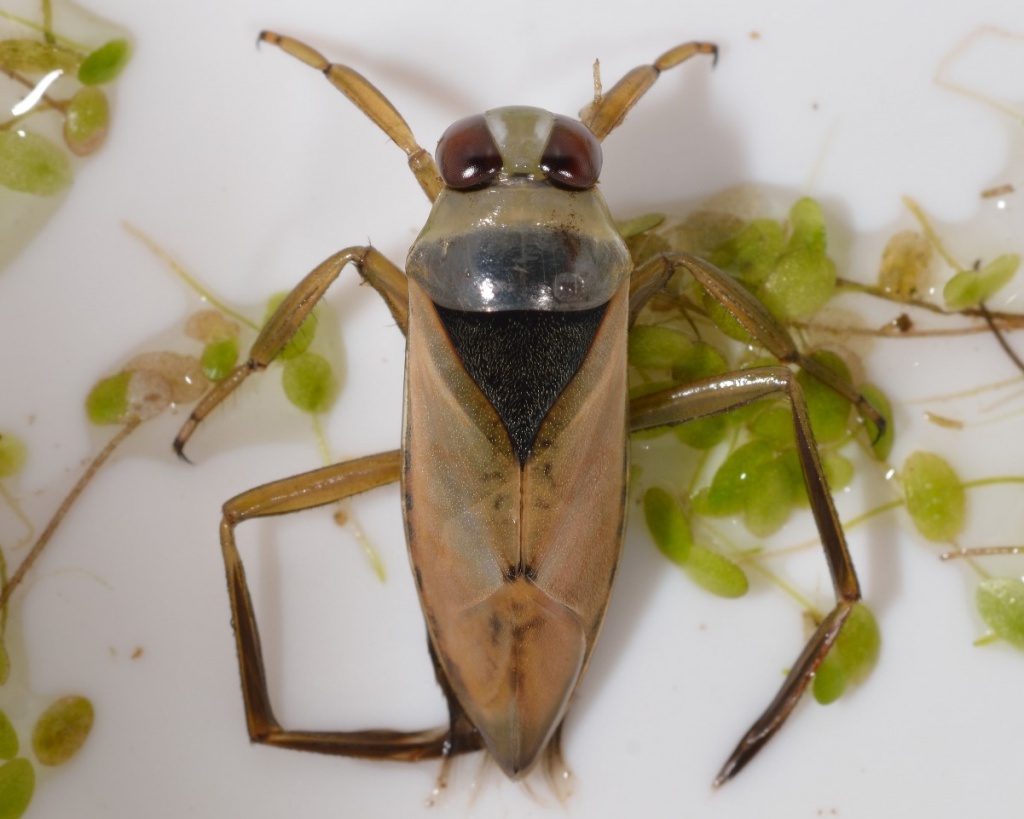 <ol><li><p>Backswimmers</p></li><li><p>Hemiptera (v shape behind head)</p></li></ol><p></p>