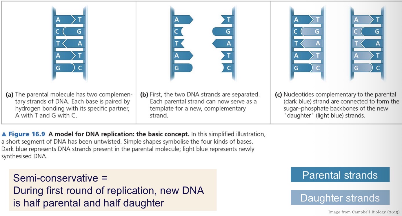 <p>When the double helix is unzipped, each strand acts as a template strand for a new strand of DNA to be made from nucleotides. So when replicated, each strand contains one parental strand of DNA and one new strand of DNA </p>