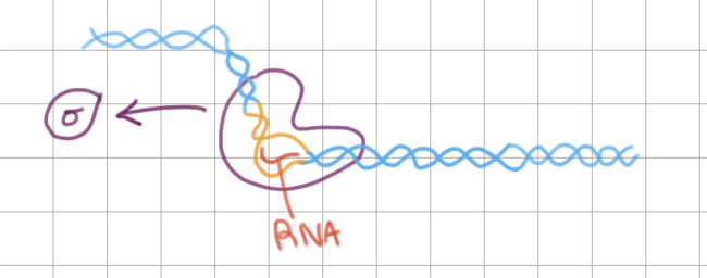 <p>Initiation of Transcription (4/4)</p><ol start="6"><li><p>short RNA strand made in open complex</p><ul><li><p><u>sigma factor</u> is released</p></li></ul></li></ol><p></p>