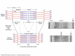 <p>Z-lines get closer together</p><p>Myosin filaments don't change in length, so the A band remains same size</p><p>H zone shrinks during contraction as actin and myosin fires overlap more</p><p>I band shrinks during contraction as actin and myosin fires overlap more</p>